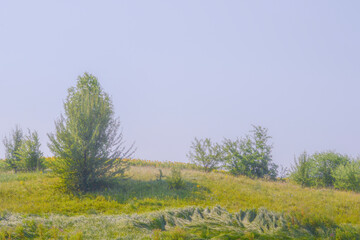 An atmospheric photo of a green meadow