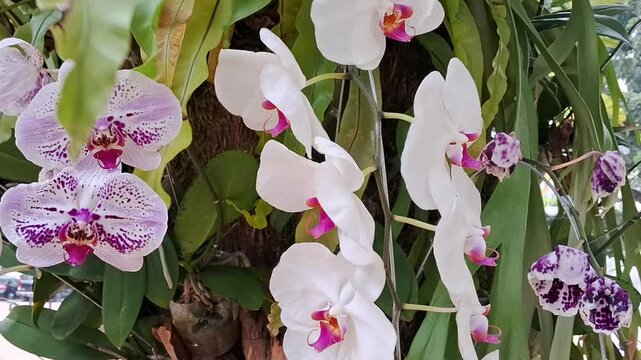  Ochid flowers, fern, and breeze