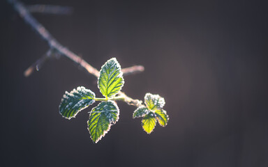 Frozen leaf in the forest and blury natural dark background
