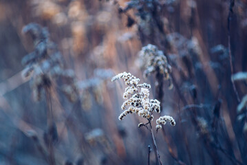 Beautiful bright dry flowers of meadow flowers in beautiful backlight and winter forest. Brown...