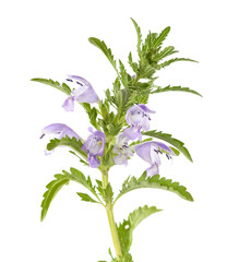  Moldavian dragonhead plant