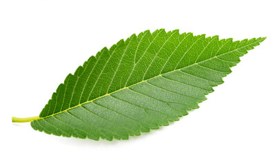 Siberian elm  leaf