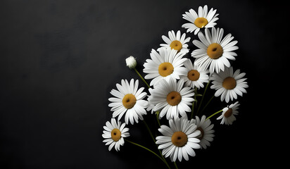 Fototapeta premium white daisies on a black paper texture background with copy space