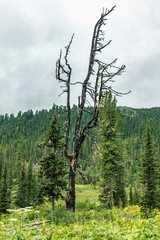 Obraz premium Ergaki