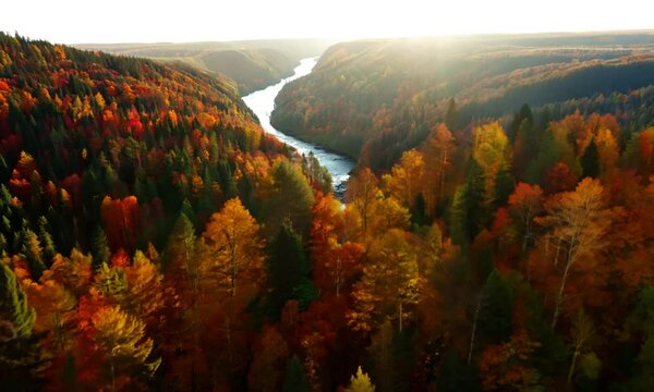 Directly above zoom out drone footage of trees in dense forest during autumn at Red River Gorge in Kentucky during daytime 4K Video hyperrealistic