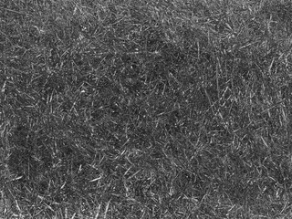 Green grass background, summer lawn, field close view. Black and white monochrome photo. Pencil drawn sketch