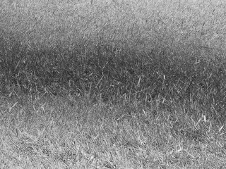 Green grass background, summer lawn, field close view. Black and white monochrome photo. Pencil drawn sketch