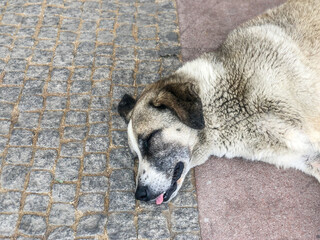 portrait of a stray dog lying on pavement at street