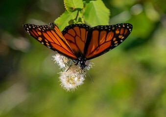 butterfly on a flower