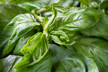 Green basil. Basil close-up. Texture of basil. Natural plant background. Selective focus