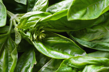 Green basil. Basil close-up. Texture of basil. Natural vegetation background. Selective focus