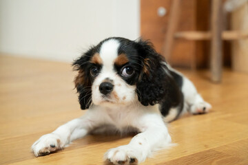 かっこいい犬 Cavalier King Charles Spaniel Dog