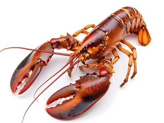 Succulent Red Lobster on Plain White Background Showcasing Its Unique Anatomy and Cuisine Appeal