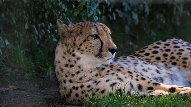 Close-Up of a Relaxed Cheetah Lying on the Grass, Cheetah Resting on Grass: Detailed Close-Up Footage, Gentle Cheetah in Natural Resting Pose on Grass, Intimate Close-Up of a Cheetah Relaxing. 