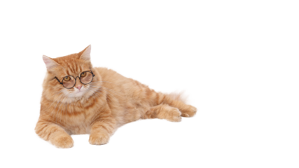 Smart Cat is lying on a white background. Place for text. Ginger Cat at looks away. Pet. Cat wearing glasses. Without people. for pet-themed products or advertising. Day of knowledge, study, science 