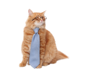 Ginger Cat wearing glasses and blue tie sitting and looking to the side against a white backdrop. Funny gentleman cat in a blue tie. Copy space. Smart cat. Day of knowledge, study, science student