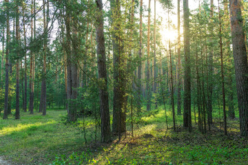 Obraz premium Sunlight filters through the dense canopy of a pine forest, casting long shadows on the lush green undergrowth.