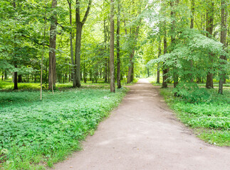 Fototapeta premium A path through a forest with trees on either side