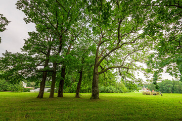 A park with a large tree in the middle and four smaller trees surrounding it