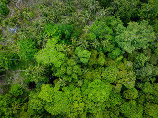 Tropical green tree forest background many types of forests