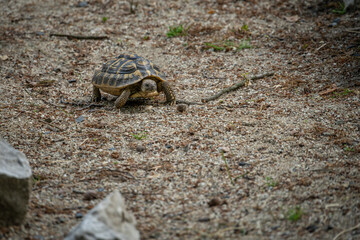 The green turtle is walking outside.