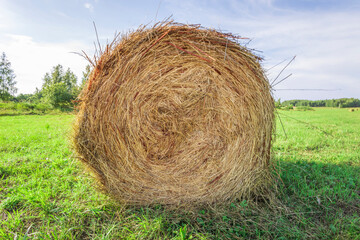 A large pile of straw is sitting in a field