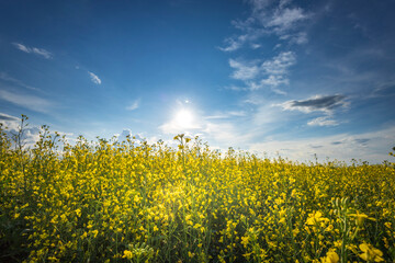 Obraz premium A field of yellow flowers with a blue sky in the background