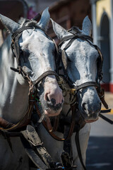Two horses heads with blinkers used to take tourists in a carriage around the city, Granada,...