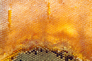 Drop of bee honey drip from hexagonal honeycombs filled with golden nectar