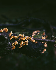 Fungi Growing on Tree Bark