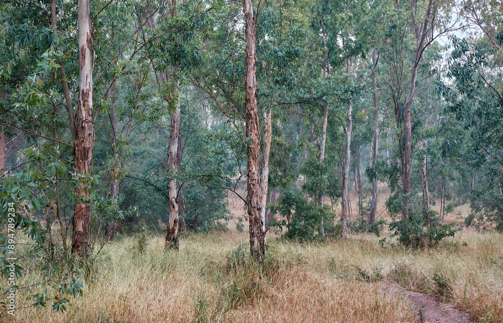 Wall mural young encalyptus forest .