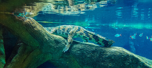 A crocodile with a mottled skin under water lying on a log next to a school of blue fish