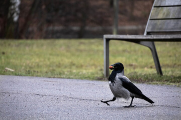 black and white bird