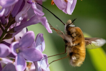 Macro bugs