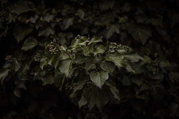 Dark background with ivy