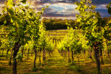 Weinberg - Vineyards - Landschaft - Sachsen - Deutschland - Europa - Sächsische Schweiz - Saxon...