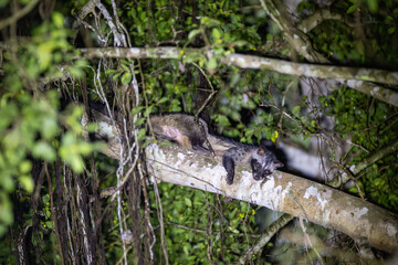 The civet or civet is a nocturnal animal but also eats ripe coffee beans.