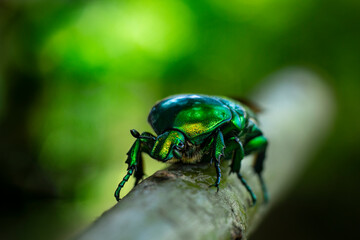 Shiny green bug, macrophoto
