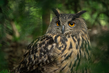 Close-up of a portrait of a long-eared eagle.