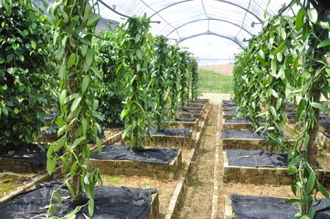 vanilla farm with modern plantation skill