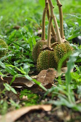 pruning durian at early fruit stage