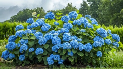 A lush bush of blue hydrangea in a summer garden, with delicate blooms creating a striking contrast against the green foliage