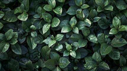 A captivating photo showcasing a background of lush leaves, embodying aesthetic minimalism. The wallpaper features a palette of dark sage colors, offering a serene and sophisticated vibe. 