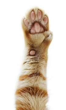 PNG Cat paw with raised claws