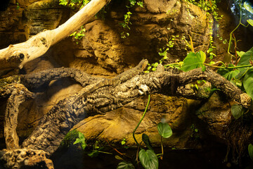 Chinese crocodile resting on a branch.