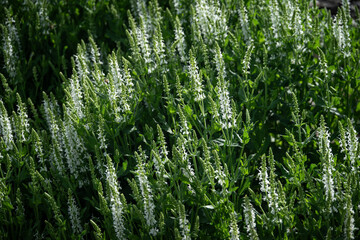 Ornamental white mint flowers outdoors.