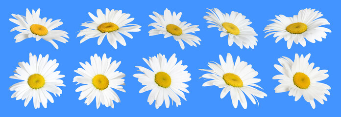 Obraz premium Many beautiful chamomile flowers on blue background, set