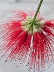Flower upside down. A small flower with an intense red color. 