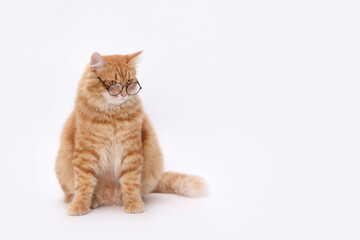 Obraz premium Orange cat wearing glasses against a white background. ginger Cat sitting and looks down. Close-up shot ideas for pet-themed products or advertising. Smart cat. Domestic kitten