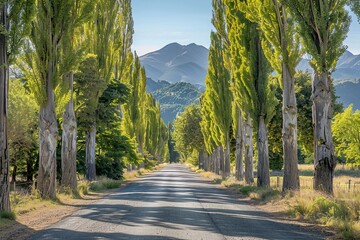 Obraz premium Sunlit Country Road Lined with Trees
